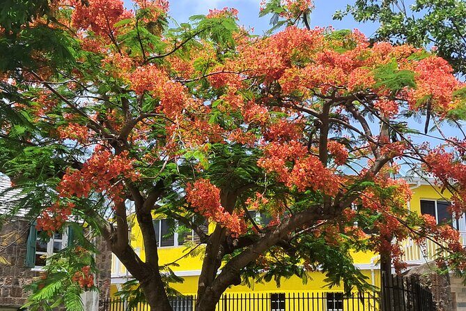 Nevis Island Historical Private Tour - Discover the Authentic Charm of Nevis on a Private Historical Tour