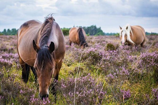New Forest Day Out Private Tour from Southampton - Analyzing the Value: Is It Worth It?