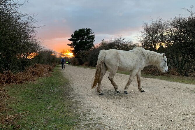 New Forest Sunset Bike Rides - The Complete Experience of New Forest Sunset Bike Rides