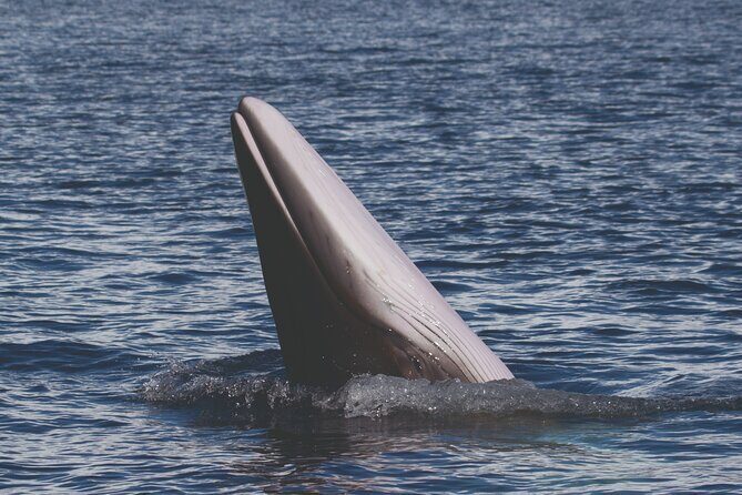 NEW Lagos-Watching Dolphins and Benagil Cave with Biologists - A Deep Dive into the Experience
