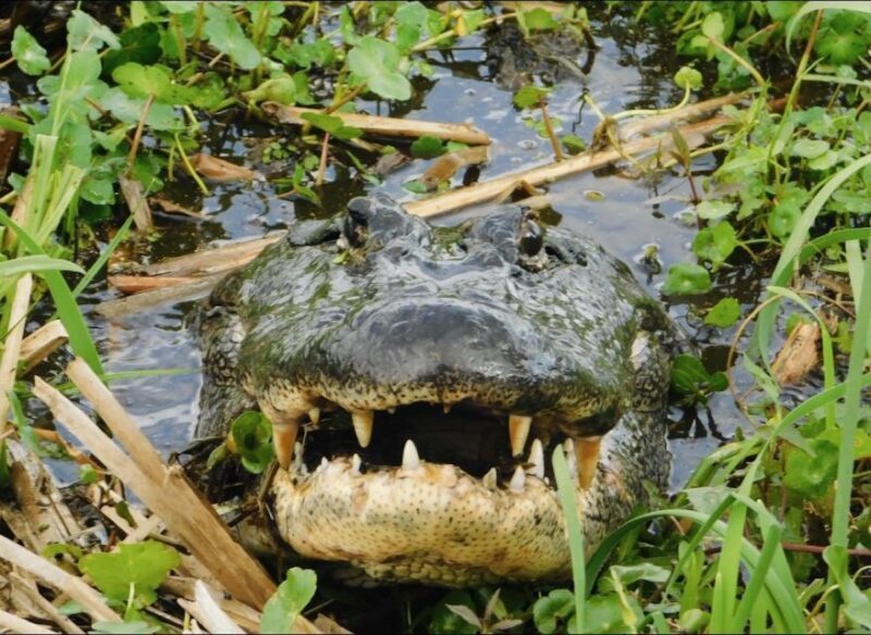 New Orleans: 10 Passenger Airboat Swamp Tour - Exploring the Louisiana Bayous on an Airboat: An Authentic Small-Group Adventure