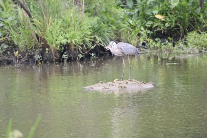 New Orleans: 10 Passenger Airboat Swamp Tour - What You’ll See and Learn