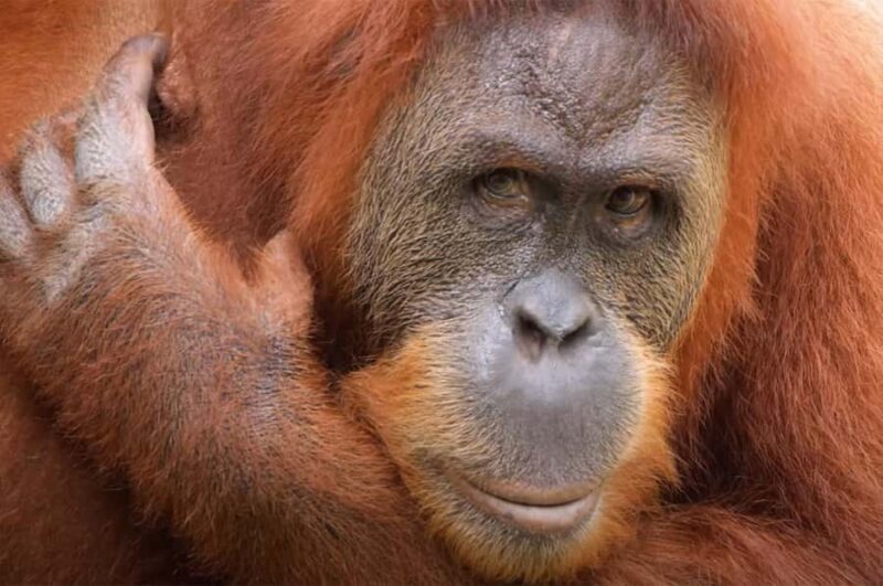 New Orleans: Audubon Zoo or Combo Ticket - Key Points