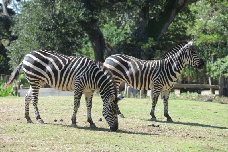 New Orleans: Audubon Zoo or Combo Ticket - The Sum Up