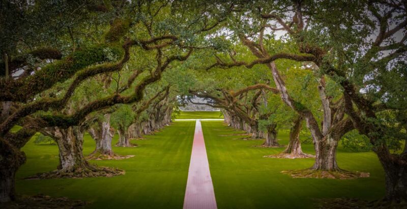 New Orleans: Bayou Swamp Tour and Oak Alley Plantation Tour - Discover Louisiana’s Wildlife and History on a Guided Day Trip from New Orleans
