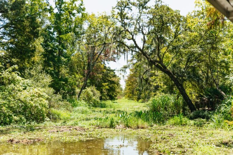 New Orleans: Bayou Tour in Jean Lafitte National Park - What to Expect on Your Bayou Adventure