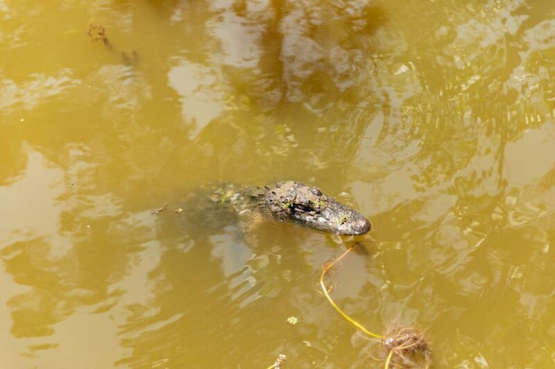 New Orleans: Bayou Tour in Jean Lafitte National Park - Who Should Consider This Tour?