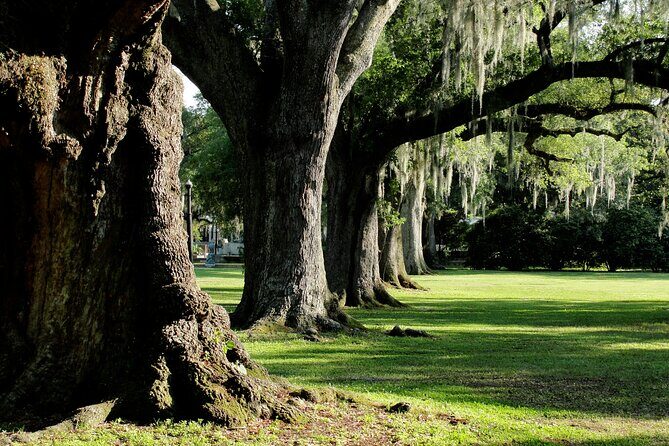 New Orleans: City Park Exploration Game and Tour - The Singing Oak: A Memorable Finish
