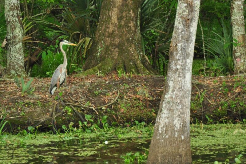 New Orleans: Destrehan Plantation & Airboat Combo Tour - An In-Depth Look at the Tour Experience