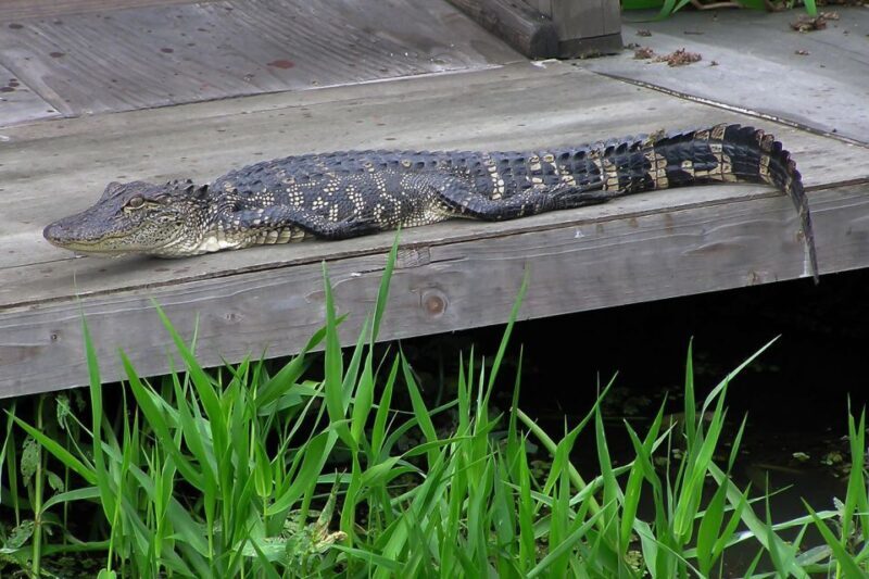 New Orleans: Destrehan Plantation & Airboat Combo Tour - FAQ