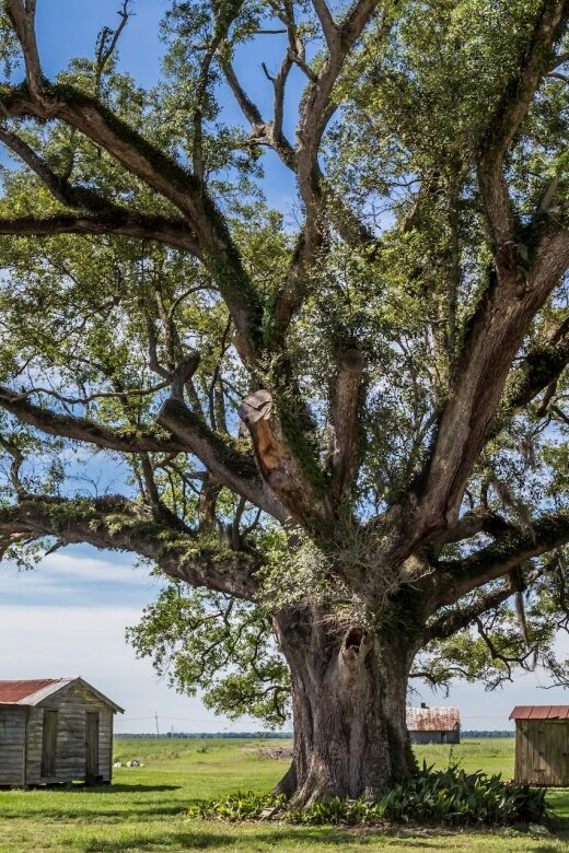 New Orleans: Felicity Plantation Guided Tour - Who Should Consider This Tour?
