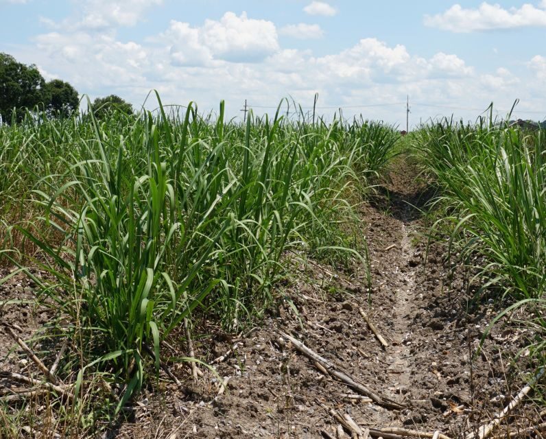 New Orleans: Felicity Plantation Guided Tour - FAQ