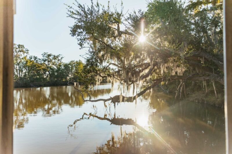 New Orleans: Guided Swamp Cruise by Tour Boat - Exploring the Swamp: What to Expect on the Tour