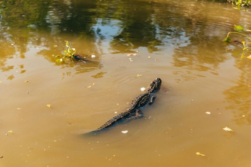 New Orleans: Guided Swamp Cruise by Tour Boat - The Sum Up: Is This Tour Right for You?