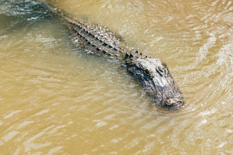 New Orleans: High Speed 9 Passenger Airboat Tour - Introduction: An Airboat Ride through Louisiana’s Unique Ecosystem