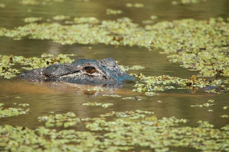 New Orleans: High Speed 9 Passenger Airboat Tour - FAQ