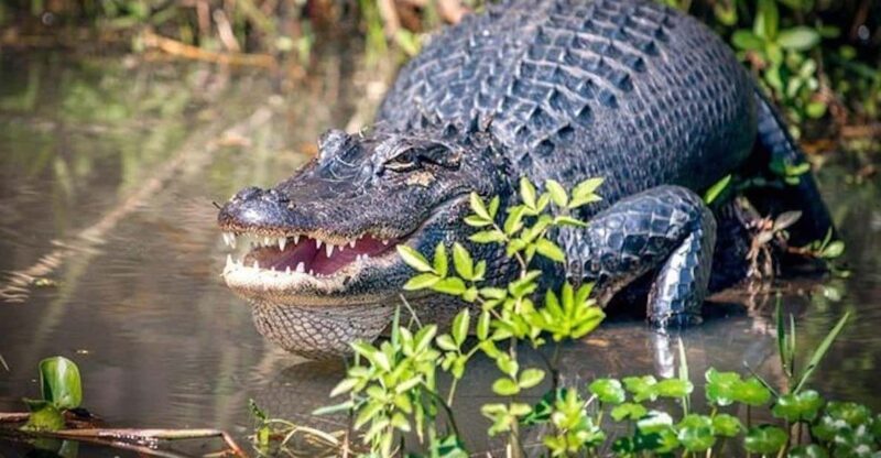 New Orleans: Honey Island Swamp and Bayou Boat Tour - Deep Dive into the Honey Island Swamp Experience