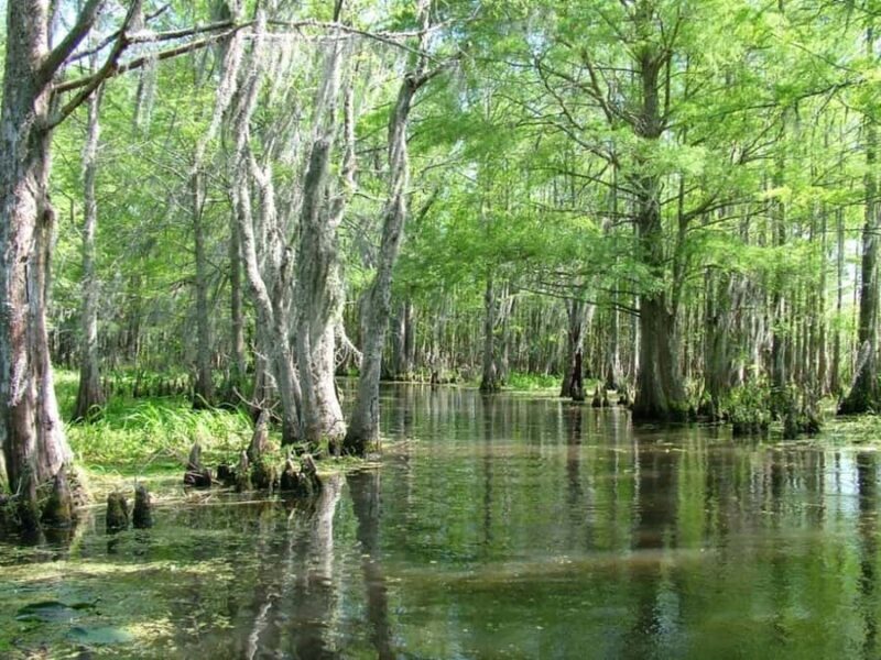 New Orleans: Honey Island Swamp Tour - Key Points