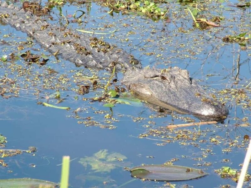 New Orleans: Honey Island Swamp Tour - A Deep Dive into the Honey Island Swamp Tour