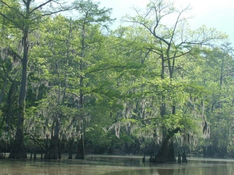 New Orleans: Honey Island Swamp Tour - Final Thoughts