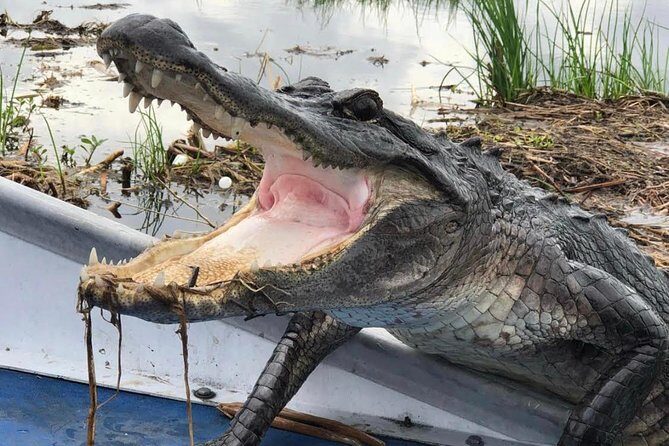New Orleans Large Airboat Swamp Tour - Key Points
