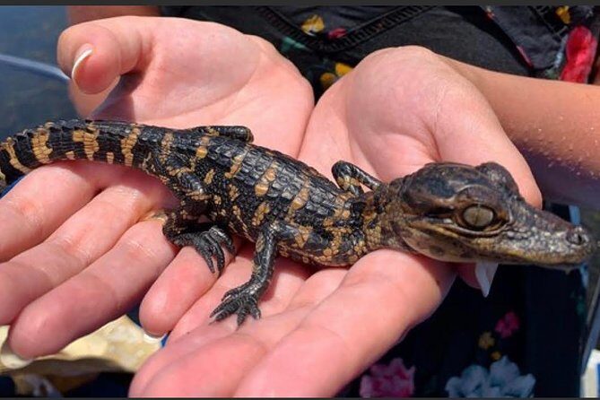 New Orleans Large Airboat Swamp Tour - Who Should Consider This Tour?
