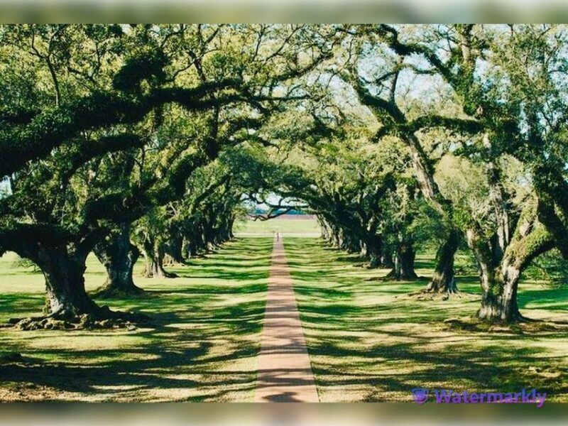 New Orleans: Oak Alley Plantation and Katrina City Tour - A Practical Look at the Tour
