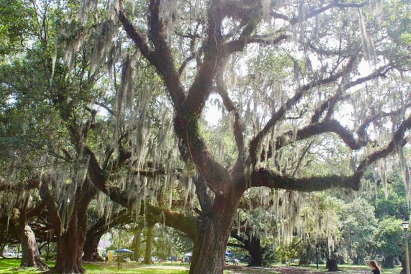New Orleans: Scenic City Bike Tour - An In-Depth Look at the New Orleans Scenic Bike Tour