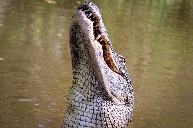 New Orleans Small-Group Airboat Swamp Tour - Key Points