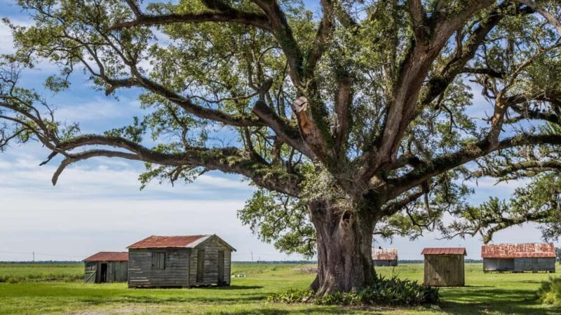 New Orleans: St. Joseph and Felicity Plantation Guided Tour - Why This Tour Is Worth Your Time