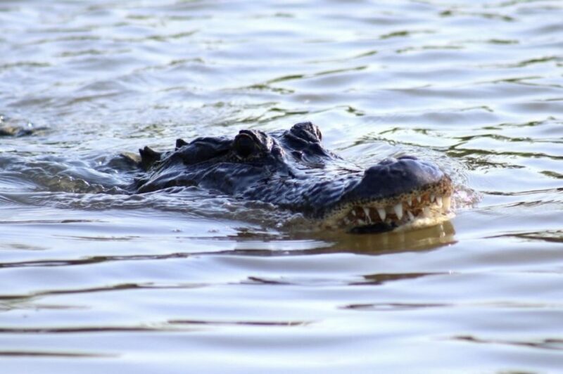 New Orleans: Swamp Tour on Covered Pontoon Boat - Who Should Take This Tour?