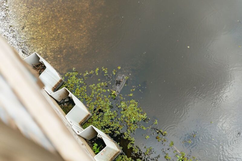 New Orleans: Swamp Zipline Tour - A Complete Guide to the New Orleans Swamp Zipline Tour