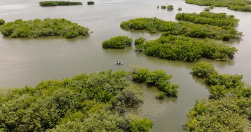 New Smyrna Beach: Guided Clear Kayak Tour with Wildlife - Discover the Natural Charm of New Smyrna Beach on a Clear Kayak Tour