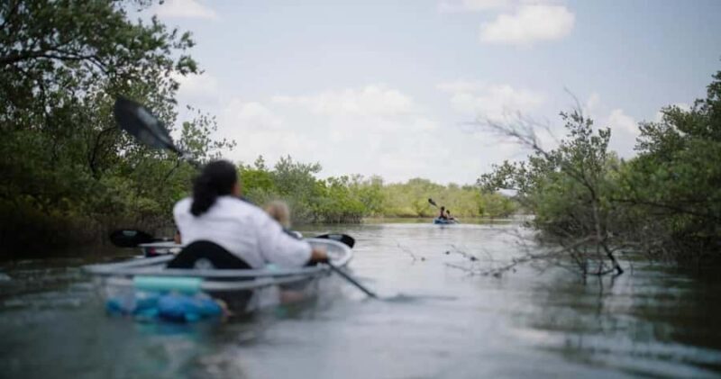 New Smyrna Beach: Guided Clear Kayak Tour with Wildlife - Final Thoughts: Is This Tour Right for You?