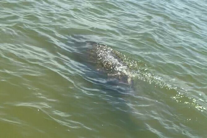 New Smyrna Dolphin and Manatee Kayak and SUP Adventure Tour - A Detailed Look at the New Smyrna Dolphin and Manatee Kayak Tour