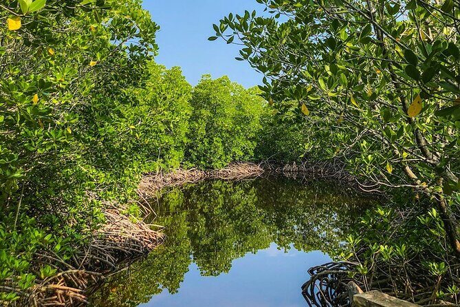 New Smyrna Mangrove Paddle & Mimosa Tour - FAQ