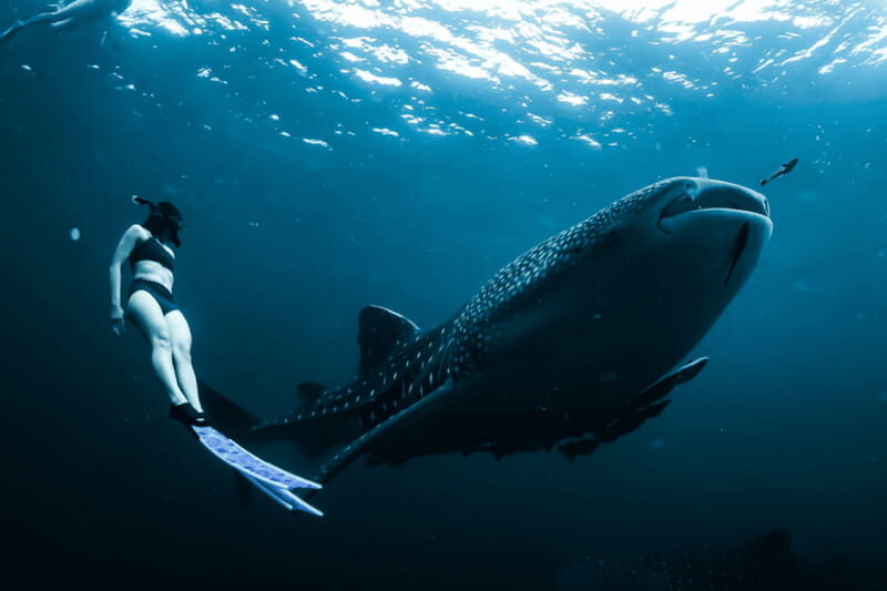 New Whale Shark Encounter Experience in Cancun !! - Why This Tour Offers Good Value