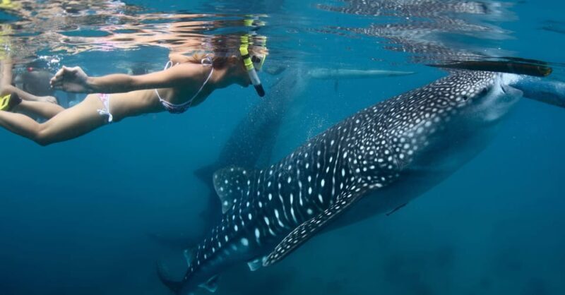 New Whale Shark Encounter Experience in Cancun !! - FAQs