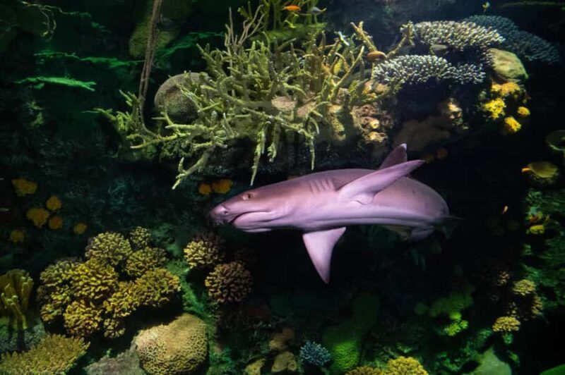 New York Aquarium Entry Ticket - A Closer Look at the New York Aquarium Experience