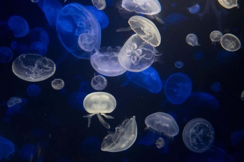 New York Aquarium Entry Ticket - Who Would Enjoy This the Most?