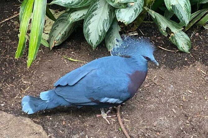 New York Central Park Zoo Ticket - Discovering the Wildlife at the Central Park Zoo in New York City