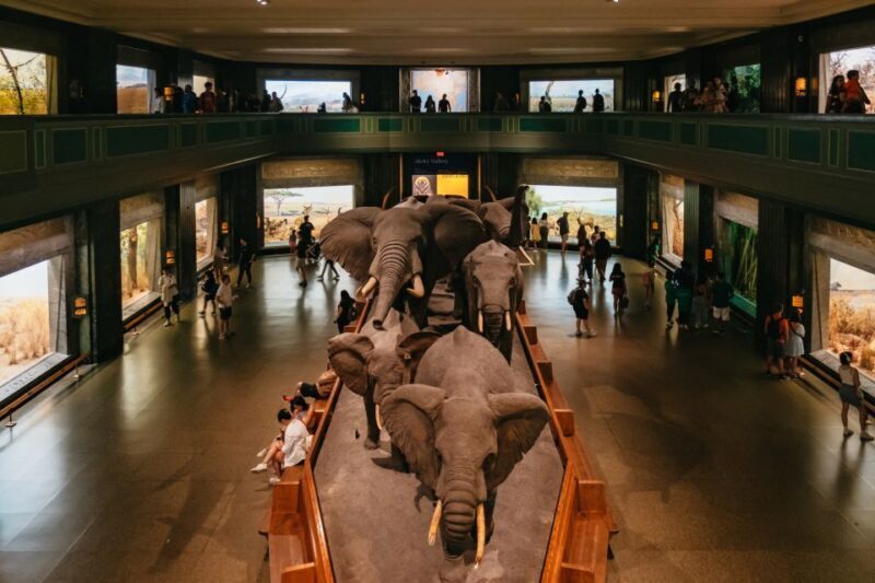 New York City: American Museum of Natural History Ticket - An In-Depth Look at Your Visit to the American Museum of Natural History