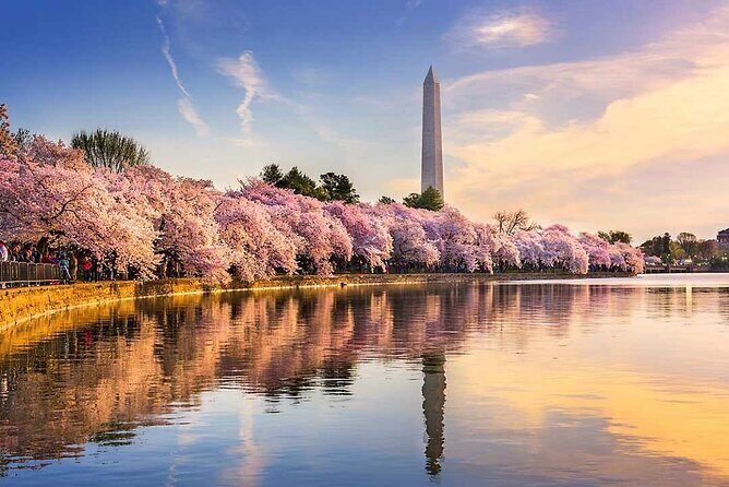 New York to Washington D.C. Spring Cherry Blossom Full-Day Tour - Discover the Charm of Washington D.C.s Cherry Blossoms in a Day