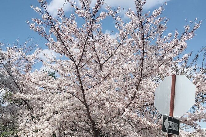 New York to Washington D.C. Spring Cherry Blossom Full-Day Tour - FAQs