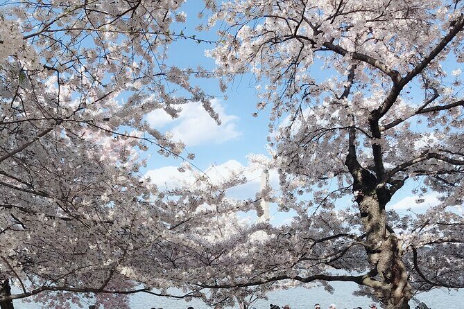 New York to Washington D.C. Spring Cherry Blossom Full-Day Tour - Final Thoughts