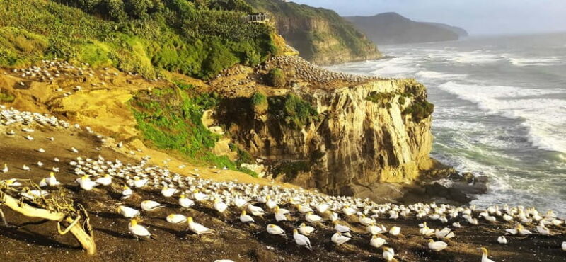 New Zealand: 9-Day Private Tour with 14-16 Activities - Exploring the Highlights of New Zealand in 9 Days