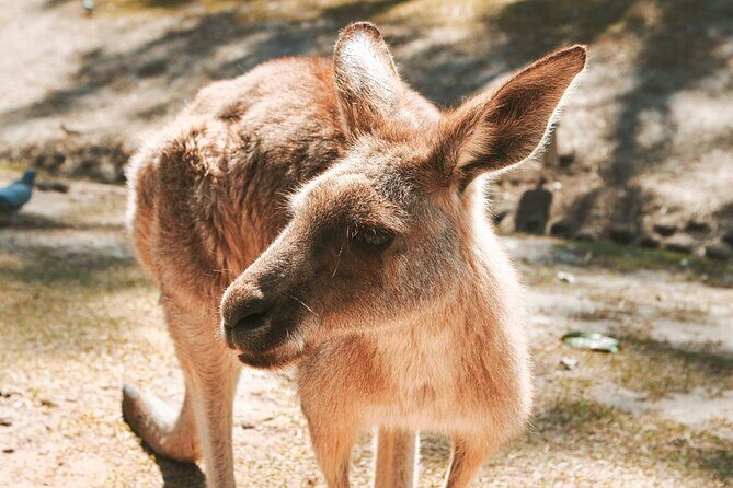 Newcastle: Animal Lovers Tour - Kangaroos, Dolphins & more! - Comfort and Convenience