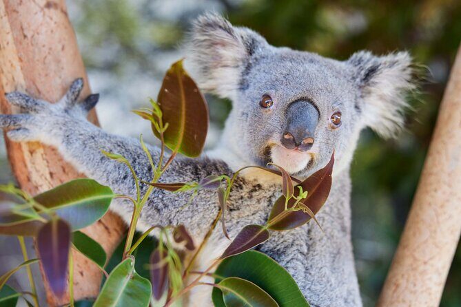 Newcastle: Animal Lovers Tour - Kangaroos, Dolphins & more! - Practical Details