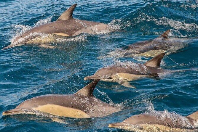 Newcastle: Animal Lovers Tour - Kangaroos, Dolphins & more! - Who Will Love This Tour?