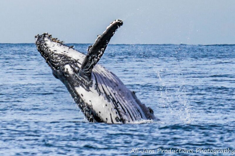Newcastle: Humpback Whale Watching Cruise and Harbor Tour - A Deep Dive into the Whale Watching Experience